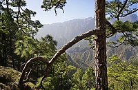 2016_03_La_Palma_109_ji.jpg