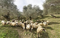 Dateiname=Crete_2016_116-118_ji.jpg
Dateigröße=924KB
Abmessungen: 1600x1003
hinzugefügt am: 25. Januar 2020 Crete_2016_116-118_ji.jpg