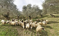 Crete_2016_116-118_ji_ji.jpg