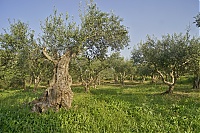 Crete_2016_211_ji.jpg