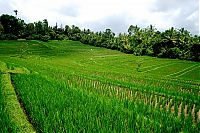 2016_11_Bali_001_ji.jpg