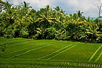 2016_11_Bali_003_ji.jpg