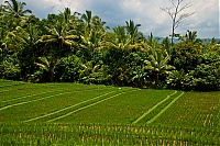 2016_11_Bali_004_ji.jpg