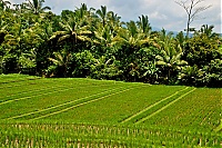 2016_11_Bali_005_ji.jpg