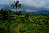 Dateiname=2016_11_Bali_015_ji.jpg
Dateigröße=703KB
Abmessungen: 1600x1068
hinzugefügt am: 25. Januar 2020 2016_11_Bali_015_ji.jpg