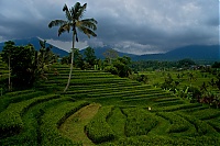 2016_11_Bali_015_ji.jpg