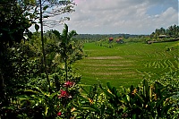 2016_11_Bali_049_ji.jpg