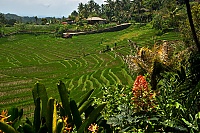 2016_11_Bali_050_ji.jpg