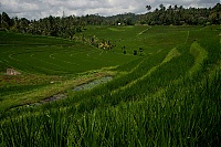 2016_11_Bali_060_ji.jpg