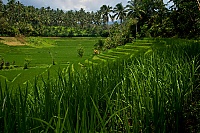 2016_11_Bali_061_ji.jpg