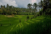 2016_11_Bali_062_ji.jpg