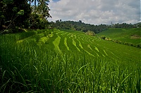 2016_11_Bali_063_ji.jpg