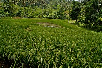 2016_11_Bali_064_ji.jpg