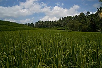 2016_11_Bali_066_ji.jpg