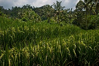 2016_11_Bali_067_ji.jpg