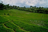 2016_11_Bali_072_ji.jpg