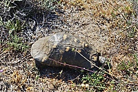 Dateiname=2017_05_Sardinien_033_ji.jpg
Dateigröße=1100KB
Abmessungen: 1600x1068
hinzugefügt am: 28. Dezember 2020 2017_05_Sardinien_033_ji.jpg