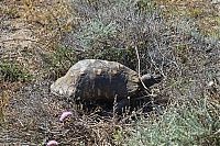 2017_05_Sardinien_034_ji.jpg