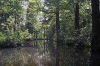 Spreewald_41_ji.jpg