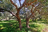 Dateiname=2917_10_Kreta_095_ji.jpg
Dateigröße=1205KB
Abmessungen: 1600x1068
hinzugefügt am: 12. März 2021 2917_10_Kreta_095_ji.jpg