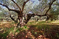 2917_10_Kreta_097_ji.jpg