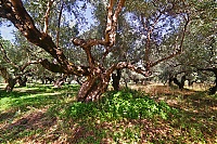 2917_10_Kreta_098_ji.jpg