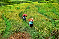 Sapa_2018_019_ji.jpg