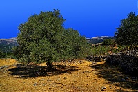 2019-Kreta_019_Sfakia.jpg