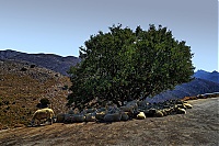 Dateiname=2019-Kreta_063_Askifou.jpg
Dateigröße=1149KB
Abmessungen: 1800x1201
hinzugefügt am: 15. September 2019 2019-Kreta_063_Askifou.jpg