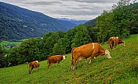 Dateiname=2019_Pustertal_172_ji.jpg
Dateigröße=1112KB
Abmessungen: 1800x1101
hinzugefügt am: 25. Oktober 2019 2019_Pustertal_172_ji.jpg